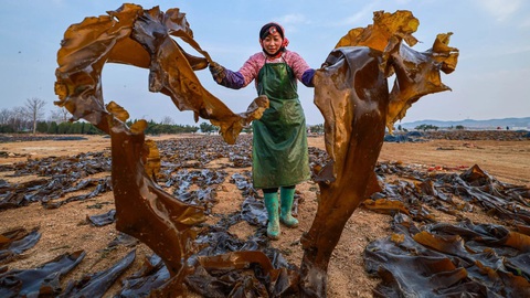 Một phụ nữ đang làm việc trên bãi phơi tảo bẹ (kelp) ở thành phố Vinh Thành, tỉnh Sơn Đông, Trung Quốc. Tảo bẹ là loài có kích thước lớn và từ lâu đã được dùng làm thực phẩm, dược phẩm và nhiều công dụng khác. (Xinhua) Một phụ nữ đang làm việc trên bãi phơi tảo bẹ (kelp) ở thành phố Vinh Thành, tỉnh Sơn Đông, Trung Quốc. Tảo bẹ là loài có kích thước lớn và từ lâu đã được dùng làm thực phẩm, dược phẩm và nhiều công dụng khác. (Xinhua)