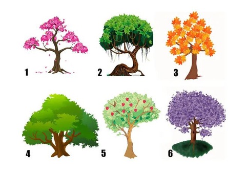 Quiz: Khám phá tính cách bí ẩn của bạn qua loại cây yêu thích- Ảnh 1. Quiz: Khám phá tính cách bí ẩn của bạn qua loại cây yêu thích- Ảnh 1.