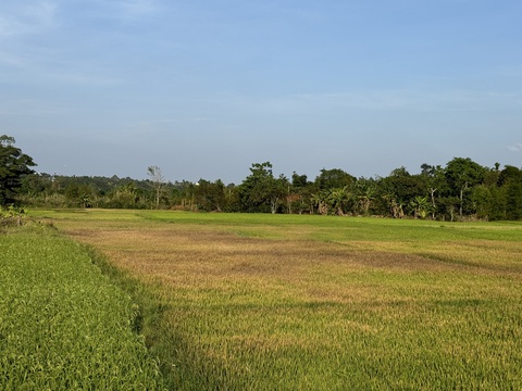 Cánh đồng lúa ở thị trấn Krông Năng, huyện Krông Năng, Đắk Lắk người dân phải gồng mình trong nắng nóng, bơm nước tưới từ cách xa gần 2km nhưng cũng bất lực nhìn lúa chết cháy vì cạn nguồn để bơm - Ảnh: TÂM AN Cánh đồng lúa ở thị trấn Krông Năng, huyện Krông Năng, Đắk Lắk người dân phải gồng mình trong nắng nóng, bơm nước tưới từ cách xa gần 2km nhưng cũng bất lực nhìn lúa chết cháy vì cạn nguồn để bơm - Ảnh: TÂM AN