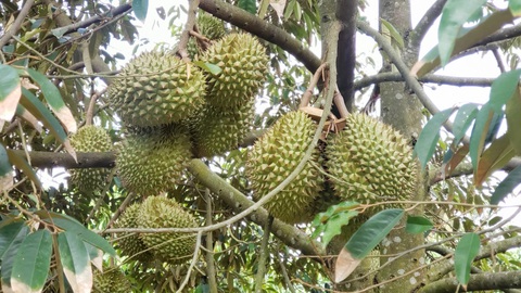 Đừng để nông sản Việt 'một phút huy hoàng'- Ảnh 1. Sầu riêng thu không kịp bán, xuất khẩu sang Trung Quốc vượt qua Thái Lan - Ảnh: GIA TIẾN