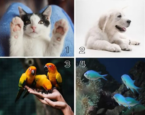 Quiz: Thú cưng yêu thích hé lộ bí ẩn về tính cách của bạn- Ảnh 1. Quiz: Thú cưng yêu thích hé lộ bí ẩn về tính cách của bạn- Ảnh 1.