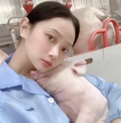 Hotgirl bỏ việc lương cao về làm nghề nuôi lợn- Ảnh 1. Công việc đầu tiên của Chu tại trang trại là phân loại nhau thai lợn - Ảnh: Douyin