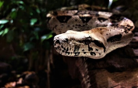 The ancient snake may have resembled the modern-day anaconda. (- David Jdt from Unsplash Loài rắn cổ đại mà khoa học mới phát hiện có thể giống với loài Anaconda thời nay - Ảnh: David Jdt/ Unsplash