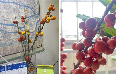 Rộ mốt 'trồng' cây ăn trái trong văn phòng- Ảnh 2. Hồng hay cà chua cũng là một trong những loại trái cây được lựa chọn để