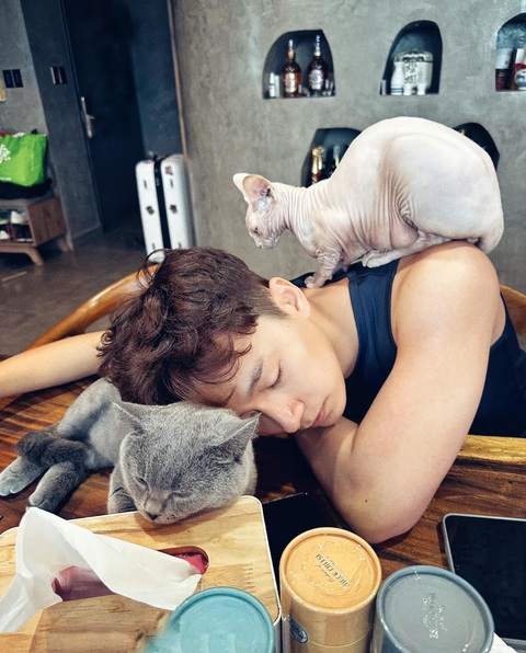 Những chú mèo luôn quấn quýt bên Ngô Kiến Huy mỗi khi anh ở nhà. Chú mèo Yuumi (mèo xám) là giống mèo tai cụp, giá bán từ hàng chục triệu đến hàng trăm triệu một con - Ảnh: Facebook nhân vật Những chú mèo luôn quấn quýt bên Ngô Kiến Huy mỗi khi anh ở nhà - Ảnh: Facebook nhân vật
