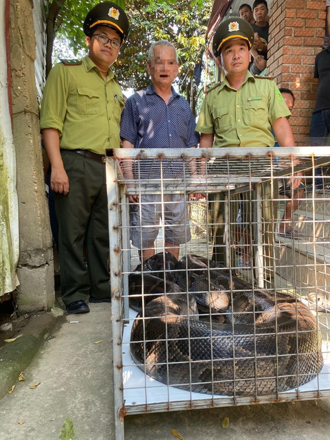 Giao nộp con trăn 'khủng' lạc vào nhà dân- Ảnh 1. Kiểm lâm TP Huế tiếp nhận con trăn đất nặng 85kg từ người dân ở TP Huế - Ảnh: Kiểm lâm TP Huế