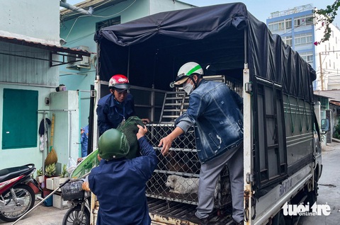 Thấy chó thả rông ngoài đường, gọi số nào để thông báo?- Ảnh 1. Đội chuyên trách bắt chó thả rông ở phường Hiệp Bình Chánh (TP Thủ Đức) - Ảnh: CHÂU TUẤN
