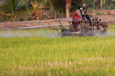 Thái Lan lo lắng vì nông dân lén trồng giống lúa Việt Nam- Ảnh 1. Hiệp hội Nông nghiệp Thái Lan kêu gọi nông dân không trồng các giống lúa ngoại, nhằm ngăn chặn những tác động tiêu cực lên giống lúa địa phương - Ảnh: BANGKOK POST