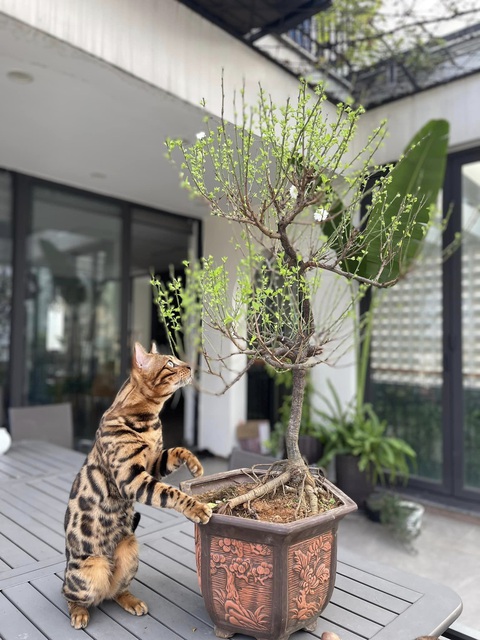 Những khoảnh khắc không muốn rời mắt khi ngắm mèo bengal của ca sĩ Trọng Tấn - Ảnh: Facebook nhân vật Những khoảnh khắc không muốn rời mắt khi ngắm mèo Bengal của ca sĩ Trọng Tấn - Ảnh: Facebook nhân vật