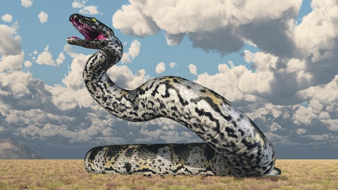 Top 11 loài rắn lớn nhất thế giới, chúng sống ở đâu?- Ảnh 3. Titanoboa là một trong những loài rắn lớn nhất từng tồn tại, dài tới 13m - Ảnh: MR1805/Getty Images