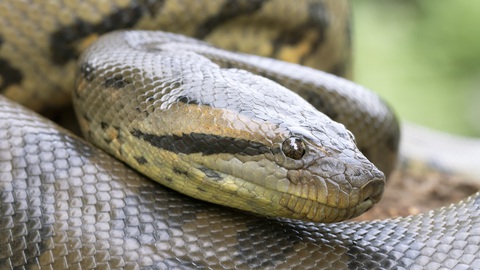 Top 11 loài rắn lớn nhất thế giới, chúng sống ở đâu?- Ảnh 6. Trăn Anaconda xanh - Ảnh: Mark Kostich/Getty Images