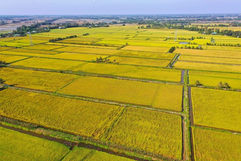 Cánh đồng lúa ở xã Ninh Quới A, huyện Hồng Dân, tỉnh Bạc Liêu - Ảnh: QUANG ĐỊNH Cánh đồng lúa ở xã Ninh Quới A, huyện Hồng Dân, tỉnh Bạc Liêu - Ảnh: QUANG ĐỊNH