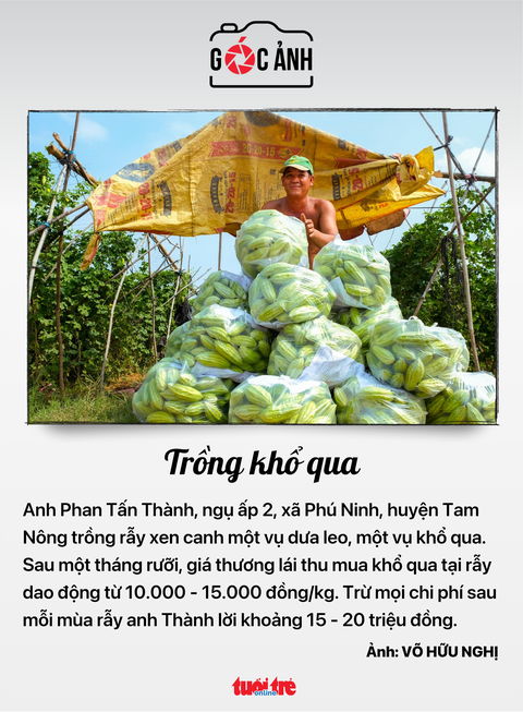 Trồng khổ qua - Ảnh: VŨ HỮU NGHỊ Trồng khổ qua - Ảnh: VÕ HỮU NGHỊ
