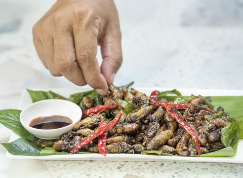 Món ve sầu rang - Ảnh: Shutterstock Món ve sầu rang - Ảnh: Eat this, not that!