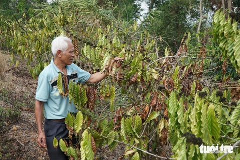 Hạn hán Tây Nguyên: Nông dân tổng lực tìm nguồn nước tưới cây- Ảnh 6. 700 gốc cà phê khô héo của ông Nguyễn Khắc Chinh, thôn Đắc Thọ, xã Đắk Lao, Đắk Mil, không có nước tưới