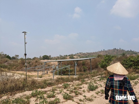 Hạn hán Tây Nguyên: Nông dân tổng lực tìm nguồn nước tưới cây- Ảnh 7. Rẫy mì đang chết khát của bà Trần Thị Liên (67 tuổi), trú thôn Sơn Bình, xã Ayun Hạ, huyện Phú Thiện, Gia Lai - Ảnh: TẤN LỰC