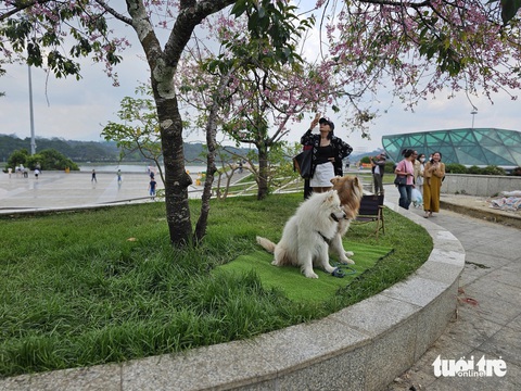 Đưa chó chiếm gốc mai anh đào chụp ảnh thu tiền, du khách tố, Đà Lạt xử lý cái rẹt- Ảnh 1. Gốc mai anh đào khác bị chủ chó chiếm riêng để chụp ảnh thu tiền - Ảnh: L.A