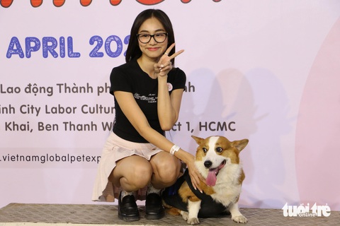 Corgi mũm mĩm thi marathon, nhiều chú quên cả chạy- Ảnh 1. Chú chó corgi tên Athena - một trong những