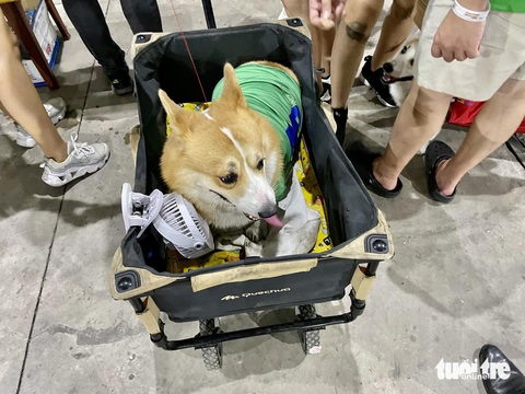 Corgi mũm mĩm thi marathon, nhiều chú quên cả chạy- Ảnh 4. Một số chủ còn đặt chú chó trong xe nôi đẩy vào sự kiện - Ảnh: BÌNH MINH