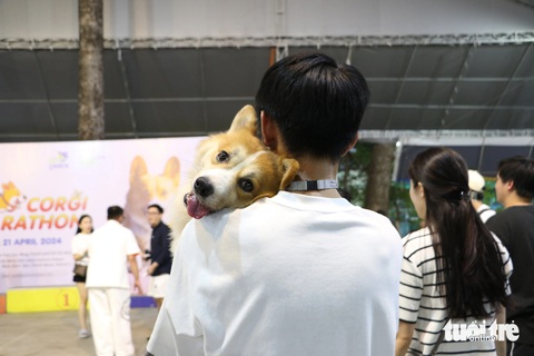 Corgi mũm mĩm thi marathon, nhiều chú quên cả chạy- Ảnh 5. Những chú chó tham dự cuộc thi đều được chủ hết mực yêu thương, cưng chiều