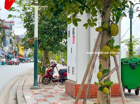 Dân mạng thích thú con đường có hàng cây mít lúc lỉu trái- Ảnh 2. Cận cảnh cây mít lúc lỉu trái đang