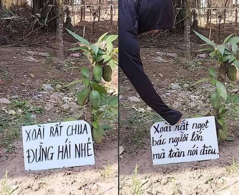 Ảnh vui 22-4: Cây xoài rất ngọt gặp tên trộm lì đòn- Ảnh 1. Ông chủ rất tốt nhưng tên trộm rất tiếc.