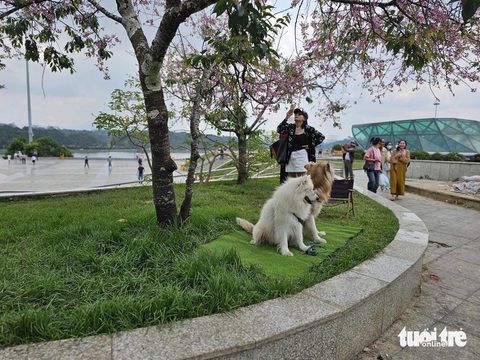 Phạt tiền 3 thanh niên dắt chó chiếm gốc mai anh đào Đà Lạt thu tiền chụp ảnh- Ảnh 1. Phạt tiền 3 thanh niên dắt chó chiếm gốc mai anh đào Đà Lạt thu tiền chụp ảnh- Ảnh 1.
