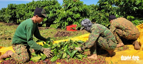 Cà phê tăng giá, ly cà phê mỗi sáng ở hàng quán rục rịch tăng theo- Ảnh 1. Nông dân tỉnh Gia Lai thu hoạch cà phê - Ảnh: BỒNG SƠN