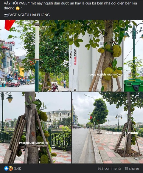 Dân mạng thích thú con đường có hàng cây mít lúc lỉu trái- Ảnh 1. Bài đăng thu hút sự quan tâm của cộng đồng mạng. (Ảnh chụp màn hình)
