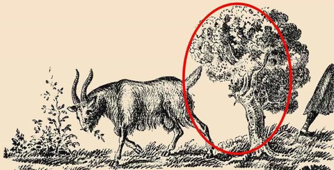 Mắt 10/10 có thấy người chủ của con dê ở đâu?- Ảnh 2.