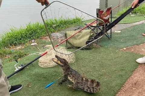 Dân câu được cá sấu từ hồ ở Hà Nội, chính quyền nói 'từ nơi khác bò tới'- Ảnh 1. Con cá sấu được người dân câu ở Hà Nội - Ảnh: V.T.