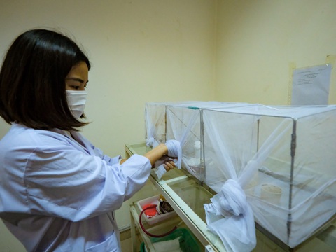 Tia hy vọng mới cho phòng chống sốt xuất huyết chủ động- Ảnh 1. Các chuyên gia nuôi nhốt muỗi để theo dõi, đánh giá biến đổi dịch tễ - Ảnh: NAM TRẦN
