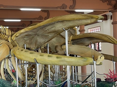 Đi Lý Sơn, nhớ chiêm ngưỡng bộ xương cá voi lớn nhất Việt Nam- Ảnh 4. Riêng xương ngà của bộ xương cá voi đã dài 4,7m - Ảnh: TRẦN MAI