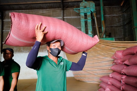 Vì sao giá cà phê tăng điên cuồng?- Ảnh 1. Cà phê nhân xô được thu mua, đóng bao tại một doanh nghiệp ở Ia Grai (Gia Lai) - Ảnh: T.LỰC