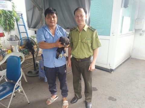 Bảo vệ Trường THCS Vân Đồn bắt được diều đầu nâu quý hiếm- Ảnh 1. Anh Nguyễn Việt Tính giao diều đầu nâu cho kiểm lâm viên - Ảnh do lực lượng chức năng cung cấp
