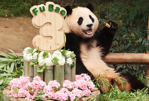 Tiệc mừng Fu Bao 3 tuổi ở Everland - Ảnh: Koreanet Tiệc mừng Fu Bao 3 tuổi ở Everland - Ảnh: Koreanet
