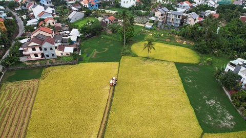 Có một mùa lúa chín vàng gây thương nhớ ở Hội An- Ảnh 3. Một đám lúa ở thôn An Mỹ, xã Cẩm Châu đang được thu hoạch - Ảnh: PHẠM VĂN SƠN