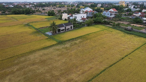 Có một mùa lúa chín vàng gây thương nhớ ở Hội An- Ảnh 6. Cảnh bình yên ở làng quê Hội An - Ảnh: PHẠM VĂN SƠN