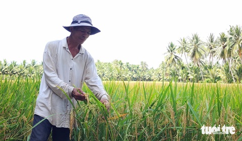 Giữa mùa xâm nhập mặn, đất Trà Vinh vẫn phì nhiêu nhờ phòng bị tốt- Ảnh 1. Ông Lâm Sanh ở xã Tân Hòa, huyện Tiểu Cần, tỉnh Trà Vinh bên ruộng lúa sắp thu hoạch, nhưng trên ruộng vẫn còn đủ nước - Ảnh: HOÀI THƯƠNG