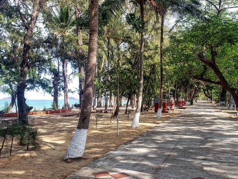 10 bãi biển Việt Nam dành cho người hướng nội có thể bạn chưa biết- Ảnh 4. Hàng cây xanh mướt bên bờ biển Quy Hòa - Ảnh: QUÂN NAM
