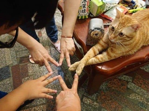Ảnh vui 25-4: Mã đề kiểm tra 'thách đố' học sinh quay cóp- Ảnh 5. Chỉ vì hộp pate.