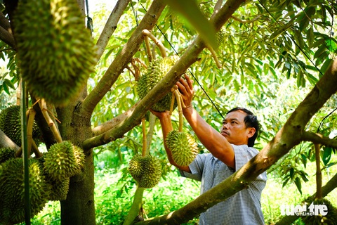 Bỏ tiền tỉ đào ao cứu sầu riêng, trong cơn đại hạn- Ảnh 5. Vườn sầu riêng của ông Chọn đang trong mùa ra quả, cần tưới đủ nước - Ảnh: TẤN LỰC