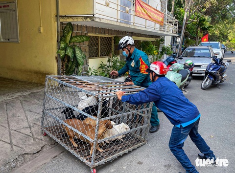 Có thể thí điểm gắn chip quản lý chó, mèo ở TP.HCM- Ảnh 2. Đội chuyên trách bắt chó thả rông ở phường Hiệp Bình Chánh, TP Thủ Đức - Ảnh: CHÂU TUẤN