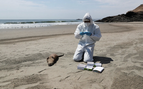 Checking a dead otter for bird flu infection last year on Chepeconde Beach in Peru.Credit...Sebastian Castaneda/Reuters Nhân viên y tế kiểm tra một con rái cá chết ở bãi biển Chepeconde, Peru xem có phải do cúm gia cầm hay không - Ảnh: Reuters