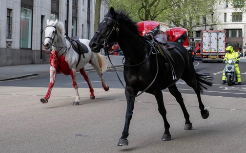 Ngựa kỵ binh Hoàng gia Anh sổng chuồng náo loạn thủ đô London, nhiều người bị thương- Ảnh 2. Hai con ngựa bị sổng chuồng chạy loạn trên đường phố London sáng 24-4 - Ảnh: THE TELEGRAPH