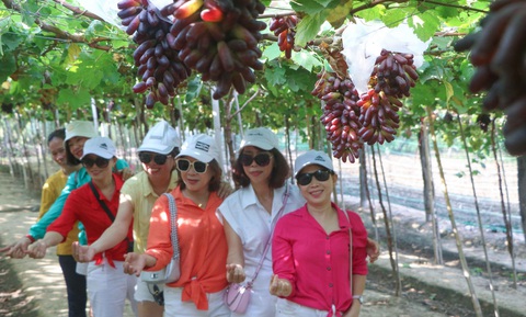 Đi cao tốc, du khách có thể đến những điểm du lịch nào ở Ninh Thuận, Khánh Hòa?- Ảnh 3. Vườn nho móng tay trĩu quả của anh Nguyễn Đình Trí ở thôn Đắc Nhơn 3 - Ảnh: DUY NGỌC