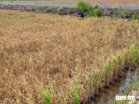 Đến lúc phải sử dụng hợp lý nguồn nước- Ảnh 5. Lúa chết vì bị mặn xâm nhập trong mùa khô năm 2024 - Ảnh: CHÍ QUỐC