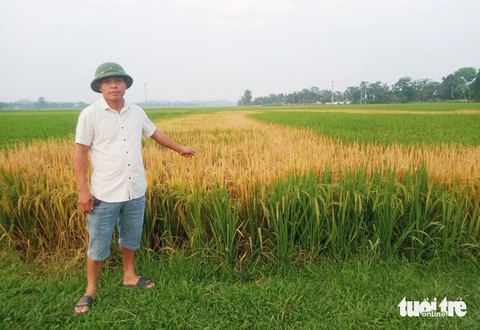 Ruộng lúa chết cháy nghi bị phá hoại, lão nông 'chết đứng'- Ảnh 1. Thửa ruộng của gia đình ông Đường - xã Hạnh Lâm, huyện Thanh Chương, Nghệ An - bị chết cháy - Ảnh: DOÃN HÒA
