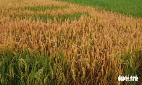 Ruộng lúa chết cháy nghi bị phá hoại, lão nông 'chết đứng'- Ảnh 2. Thửa ruộng bị chết cháy. Gia đình ông Đường nghi ngờ có kẻ xấu phá hoại - Ảnh: DOÃN HÒA
