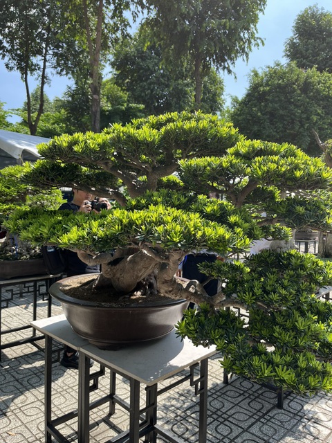 Săn cây cảnh, hoa kiểng độc lạ tại triển lãm 100 gian hàng- Ảnh 2. Cây tùng bonsai có giá 5 tỉ được trưng bày tại triển lãm - Ảnh: BTC